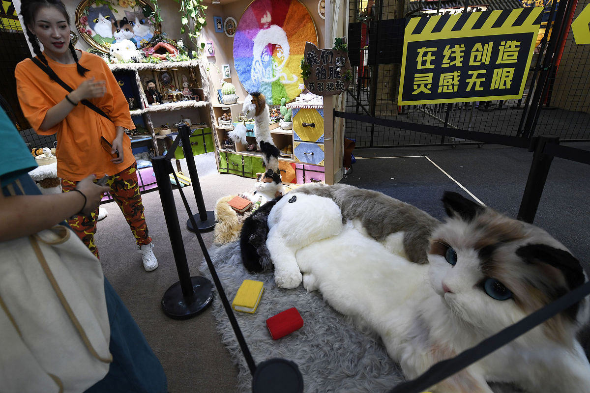 外地买猫安全交易指南：靠谱平台、流程及注意事项