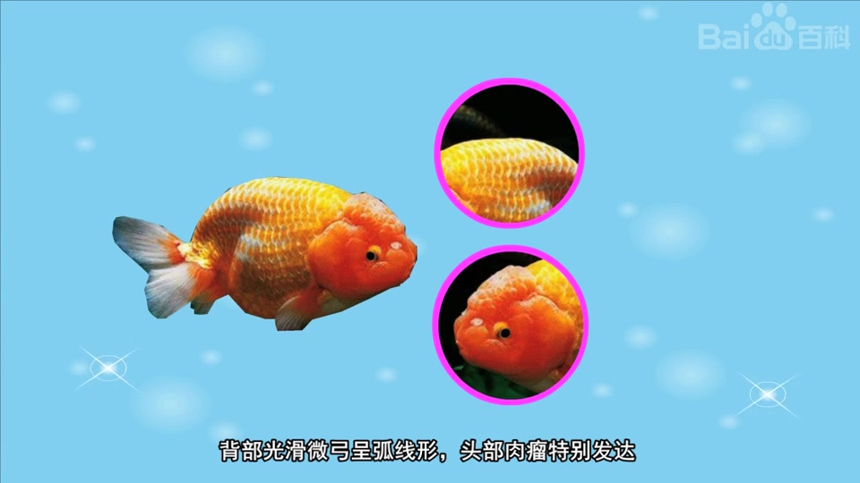 蛋种虎头金鱼