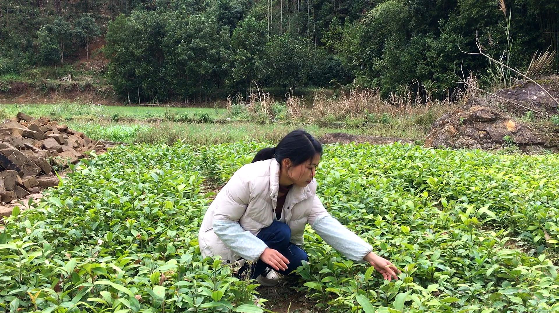 [图]一小块地就能种出5-6万幼苗,价值2-3万,是什么苗这么值钱呢?