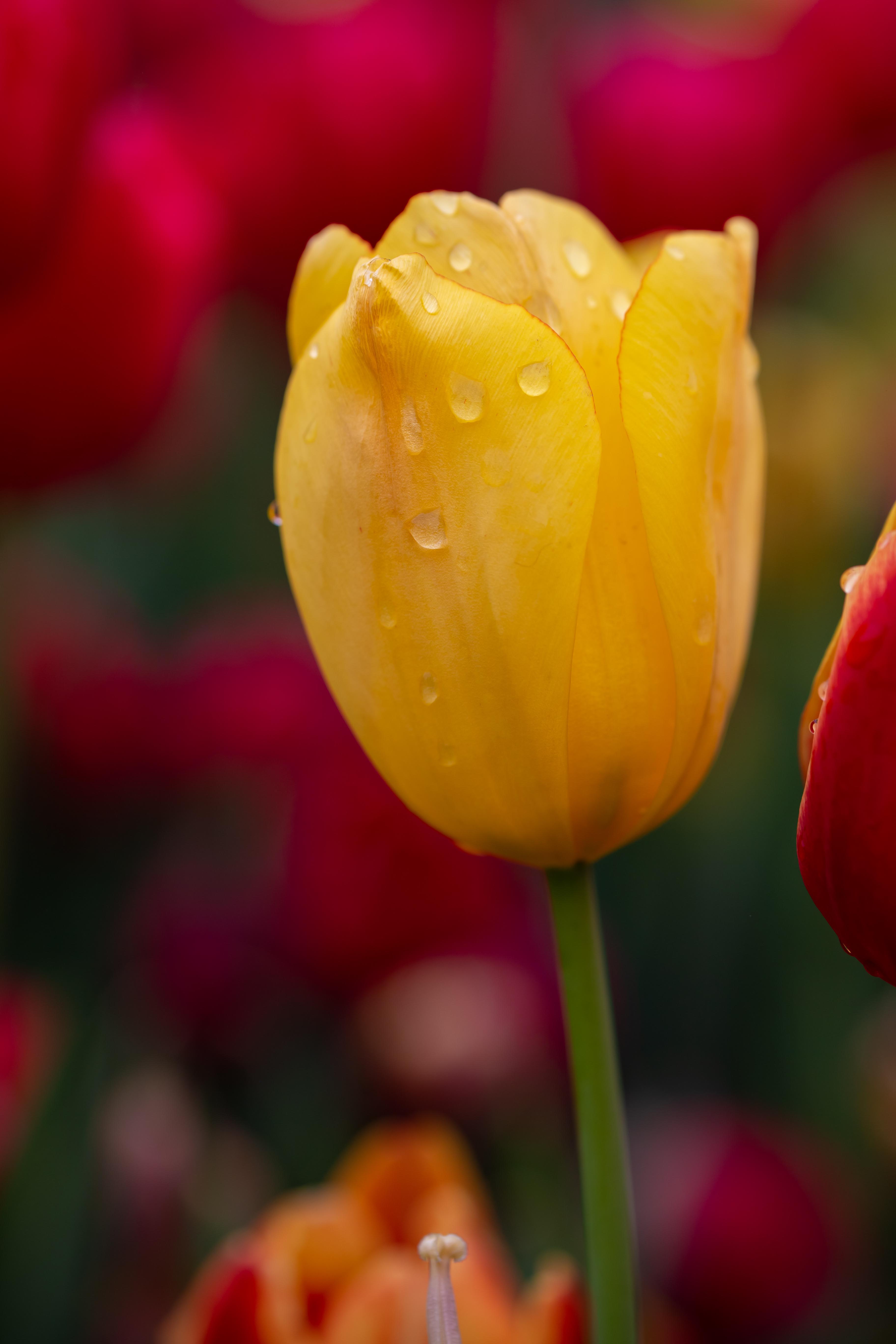 正月去园博苑看迷人的郁金香花海
