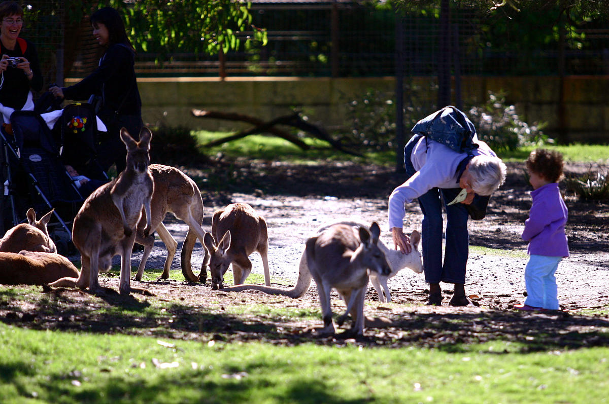 七言八句诗歌：描写人与自然和谐共生的美好意境