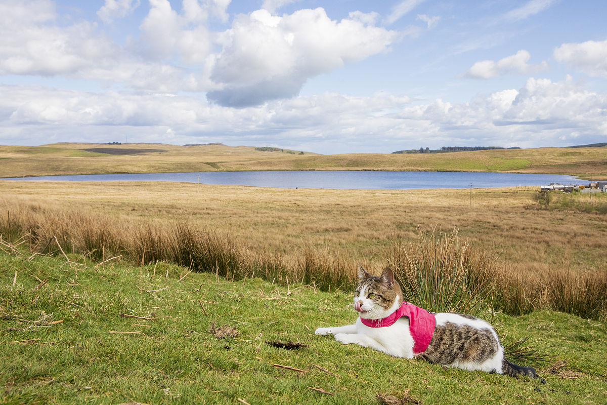 汤姆索亚历险记：顽皮少年与自由的追求