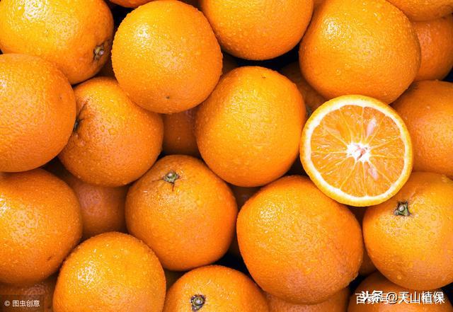 2019橙子有哪些好品种?如何种植可高产?
