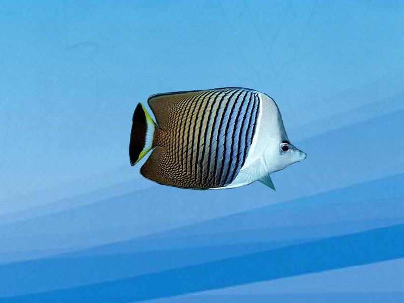 原来中白蝴蝶鱼长这样