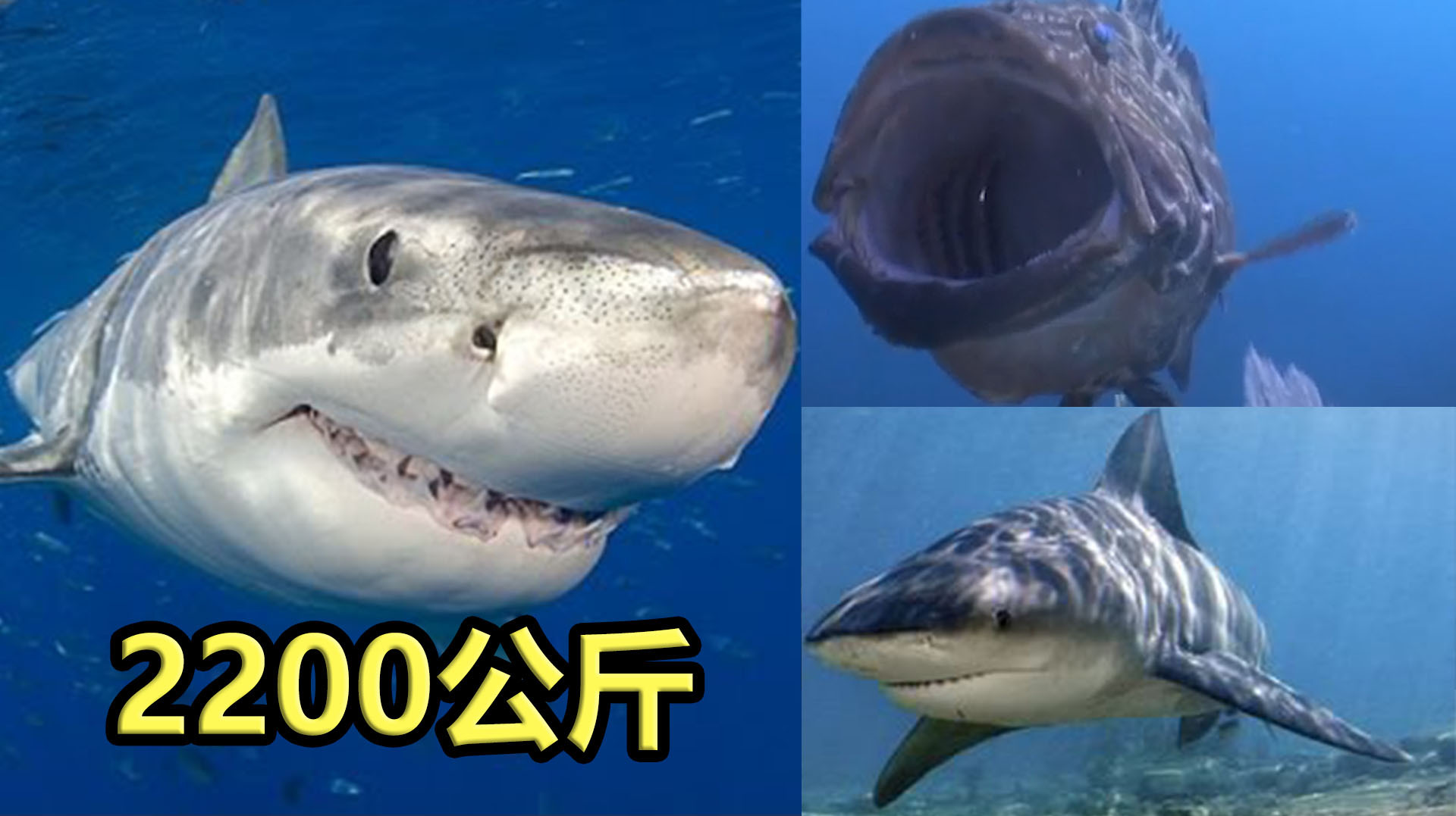 两种世界上最具攻击性的鱼,比2200公斤的大白鲨更可怕!