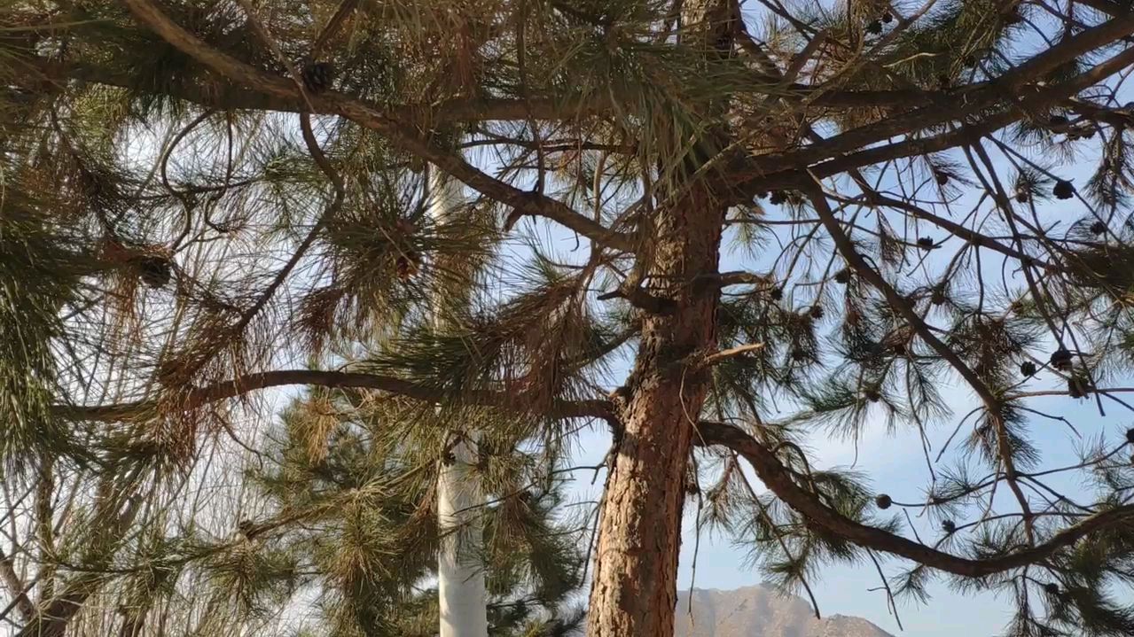 冬日的松树结满了果实~