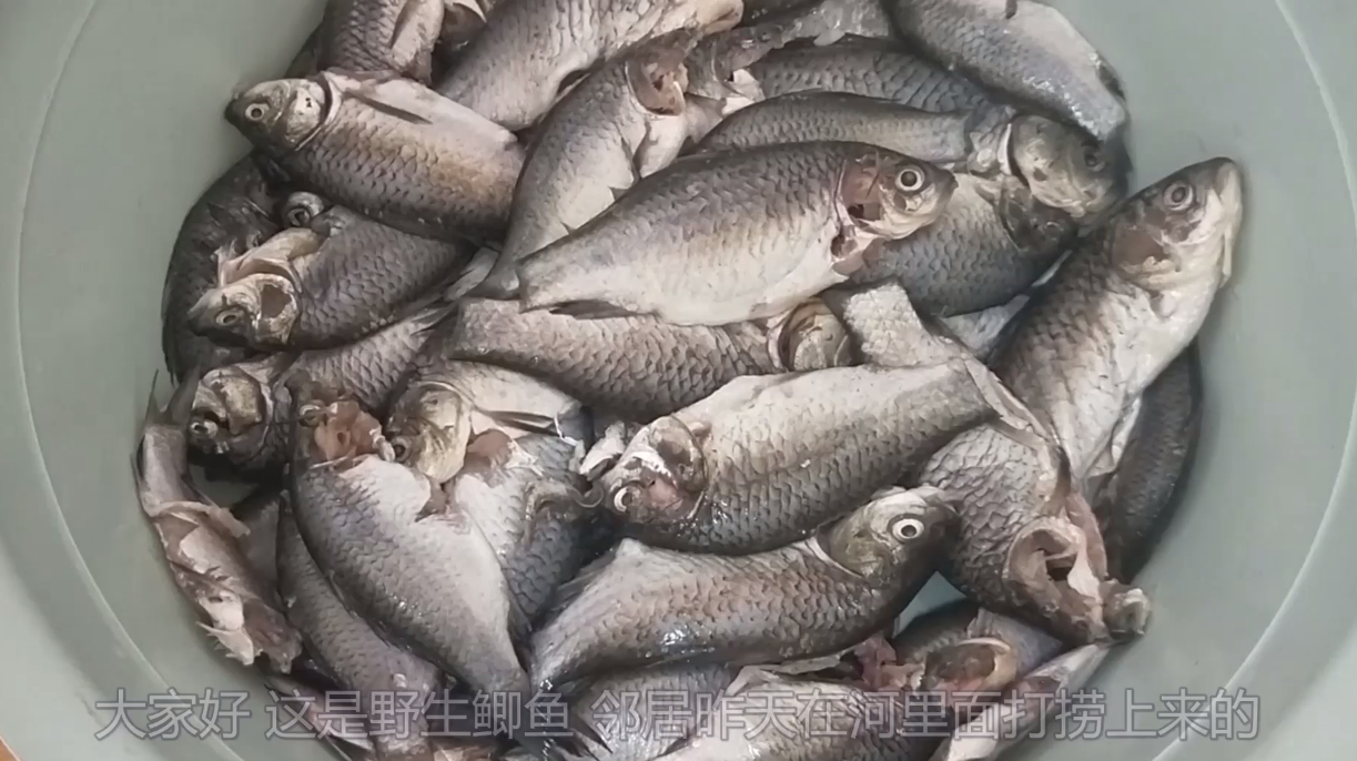 野生鲫鱼新吃法,加一个鸡蛋和白醋,出锅鱼骨酥脆,刺没啦