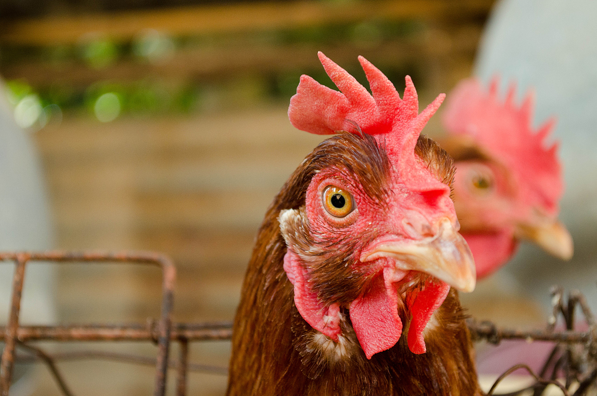 chicken