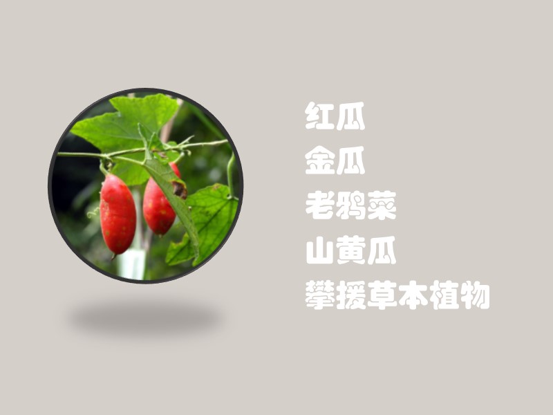 红瓜:葫芦科,红瓜属攀援草本植物