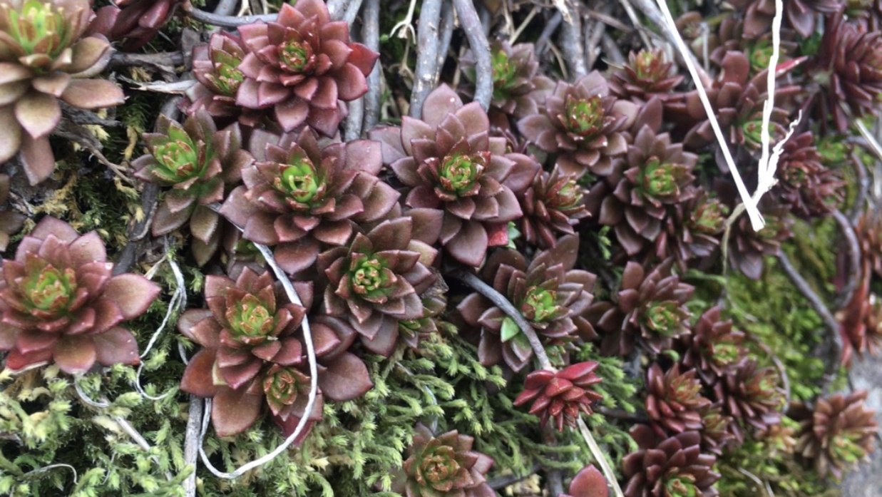 很多粉丝都想要,年年又去田边挖些多肉植物回来