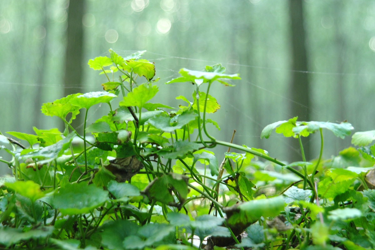 贵州中医药职业学校中草药栽培技术专业就业前景怎么样