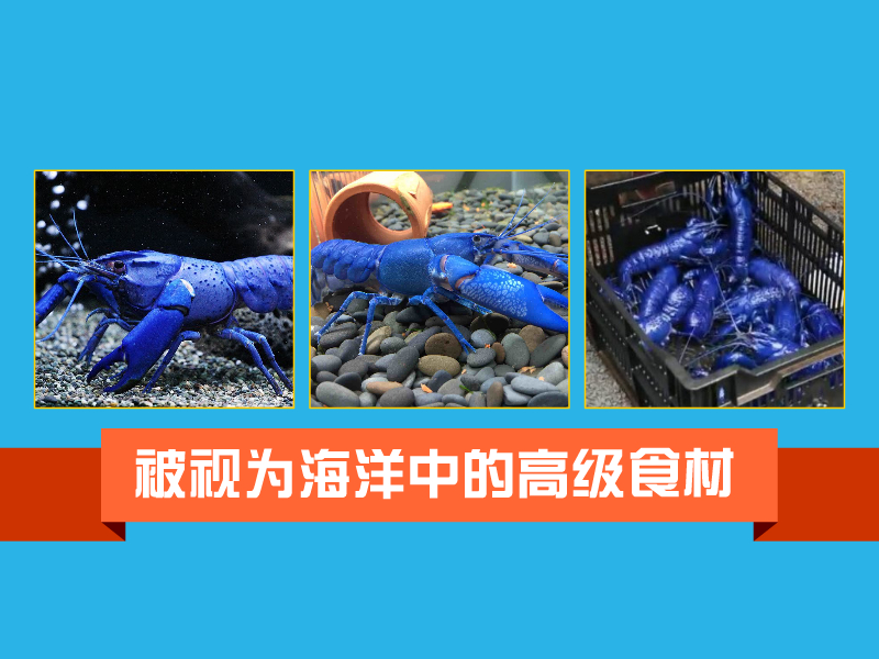 蓝色龙虾:属于无螯下目龙虾属,是美洲龙虾的罕见基因变异现象