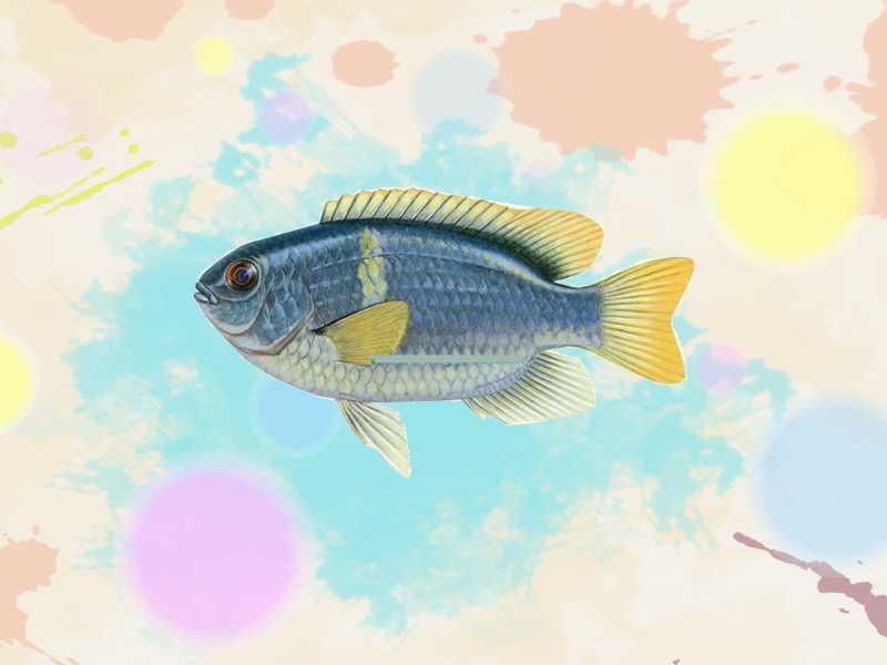 原来黄斑豆娘鱼长这样