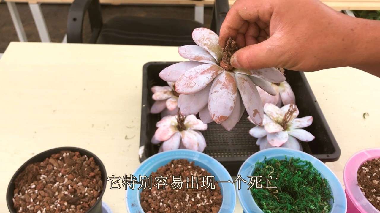 水培多肉第9期:雪莲很漂亮,就是不好养!换种方式会不会好呢?