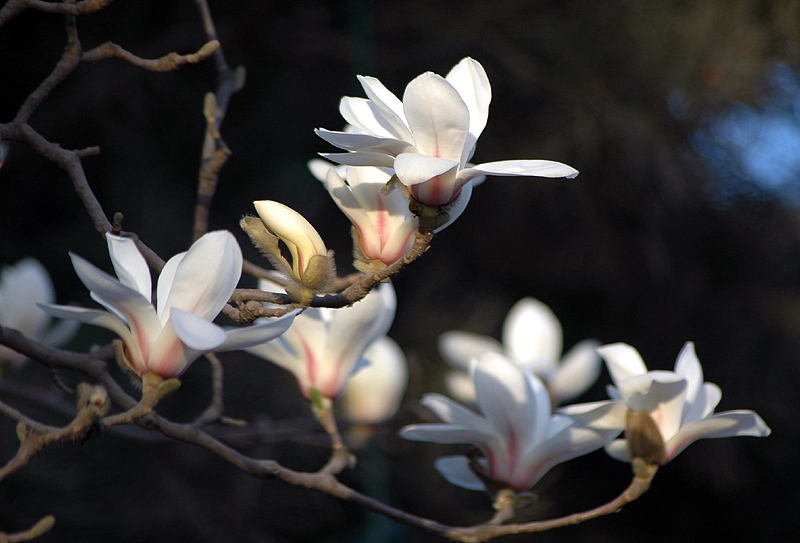 写5篇关于春天到了的作文字数不少于1500字