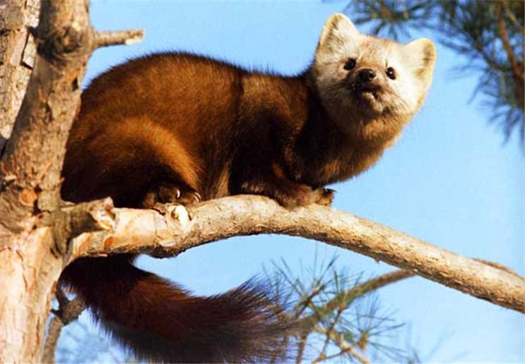 貂是什么动物 baijiahao.baidu.com