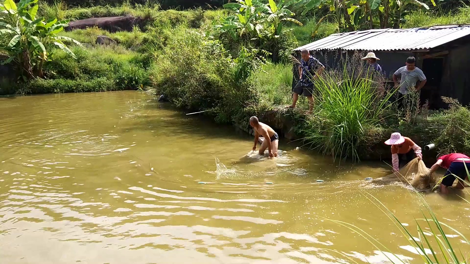 这鱼塘里面养的才是真正的大草鱼,养了一年也就这么大,长得真靓