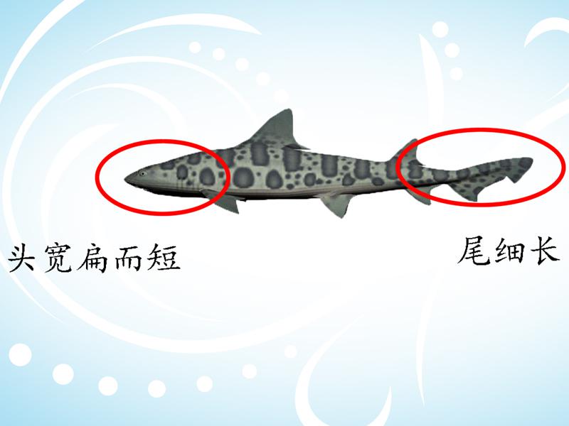 原来虎纹猫鲨长这样