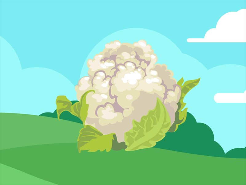 白花菜内物质含量有多高?