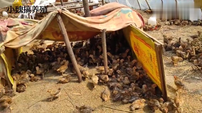 农村小伙搞养殖,祸害我一百多只鸡的老鼠抓到了,顺便看下小鸡