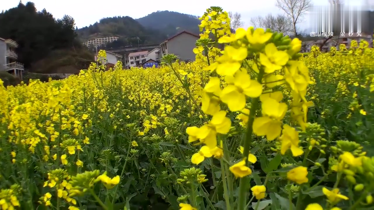 走向农村的世间里,油菜花盛开,感受清晰大自然的浪漫情怀