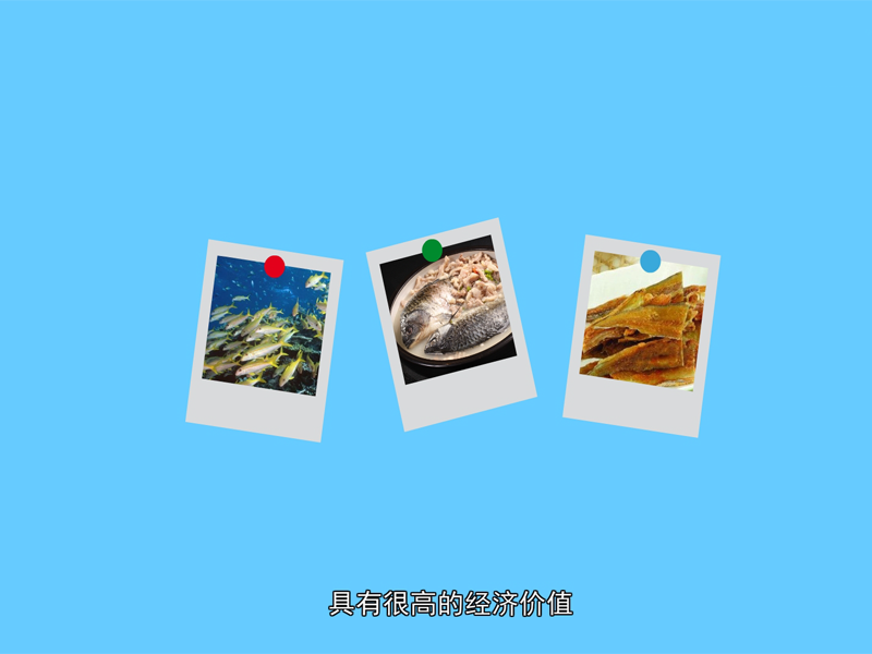 羊鱼:暖水性近底层鱼类