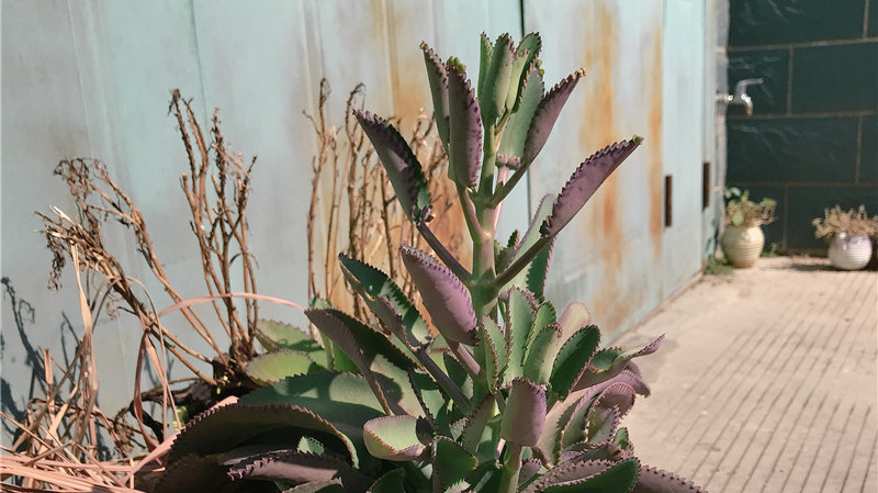 “紫”多肉:养不死,1盆变3盆,落地生根,能养死的是“高手”