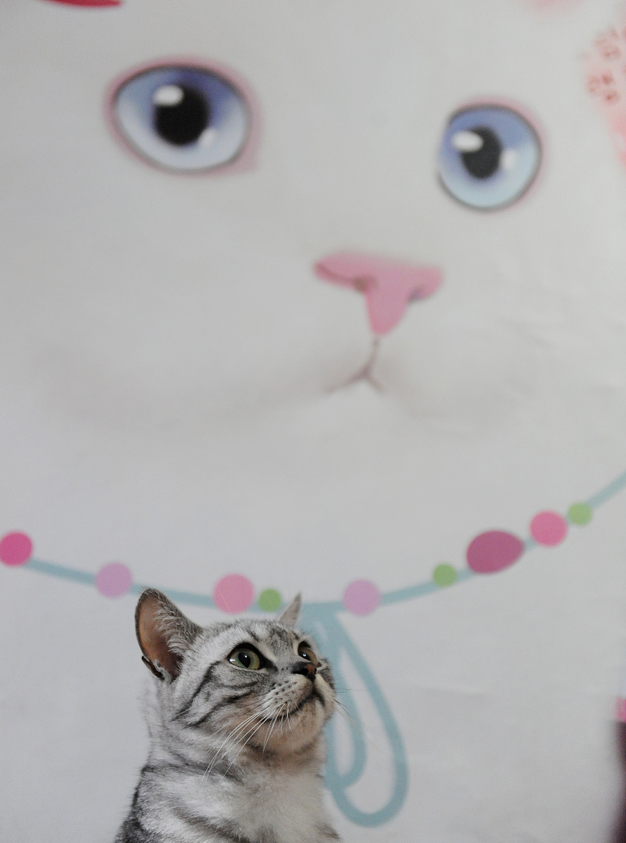 猫旅馆物语手游更新日志 - 版本1.2.0