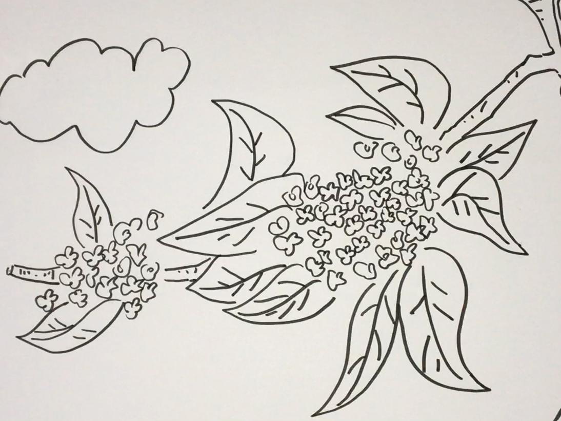简笔画桂花 简单好学