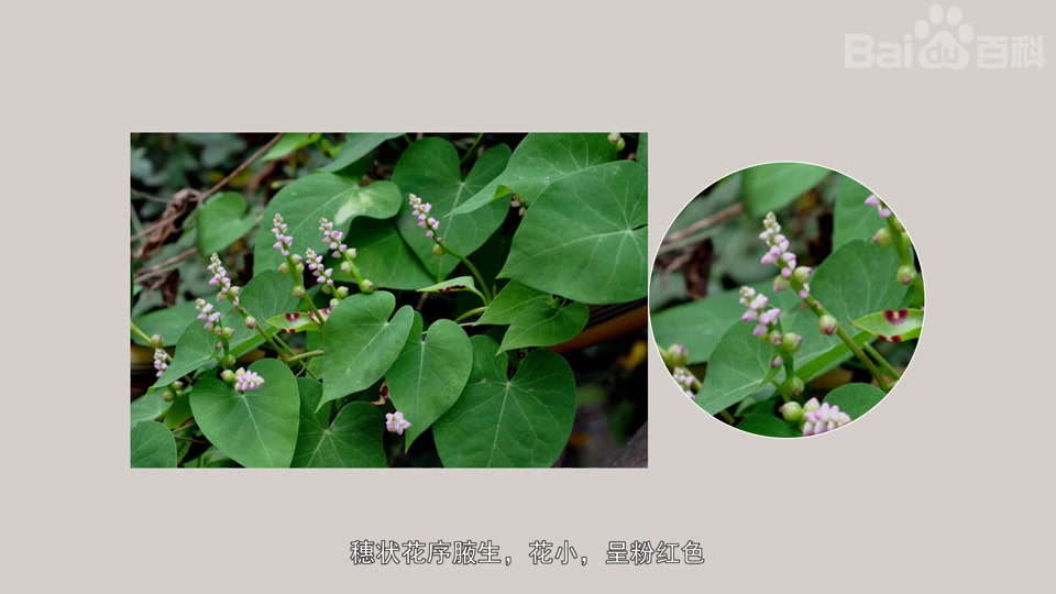 碧玉落葵菜