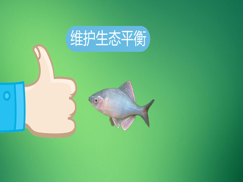 白河鱊:鲤科鱊属鱼类