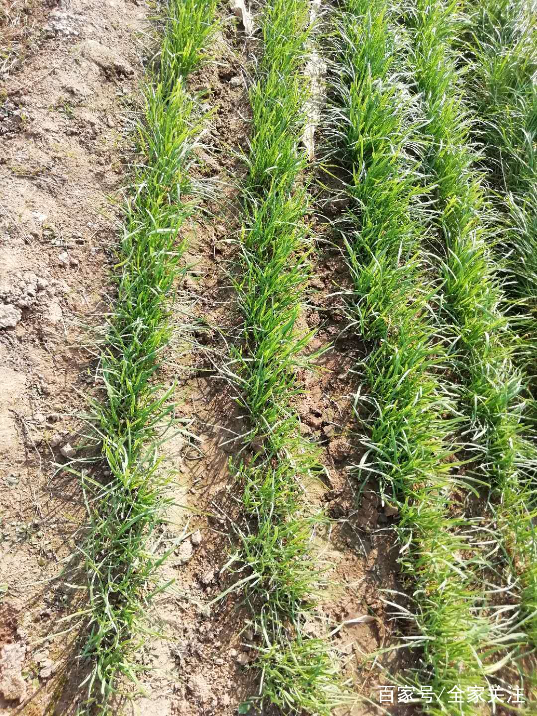 每个农村人家里都有的乡村小菜园,天然无公害