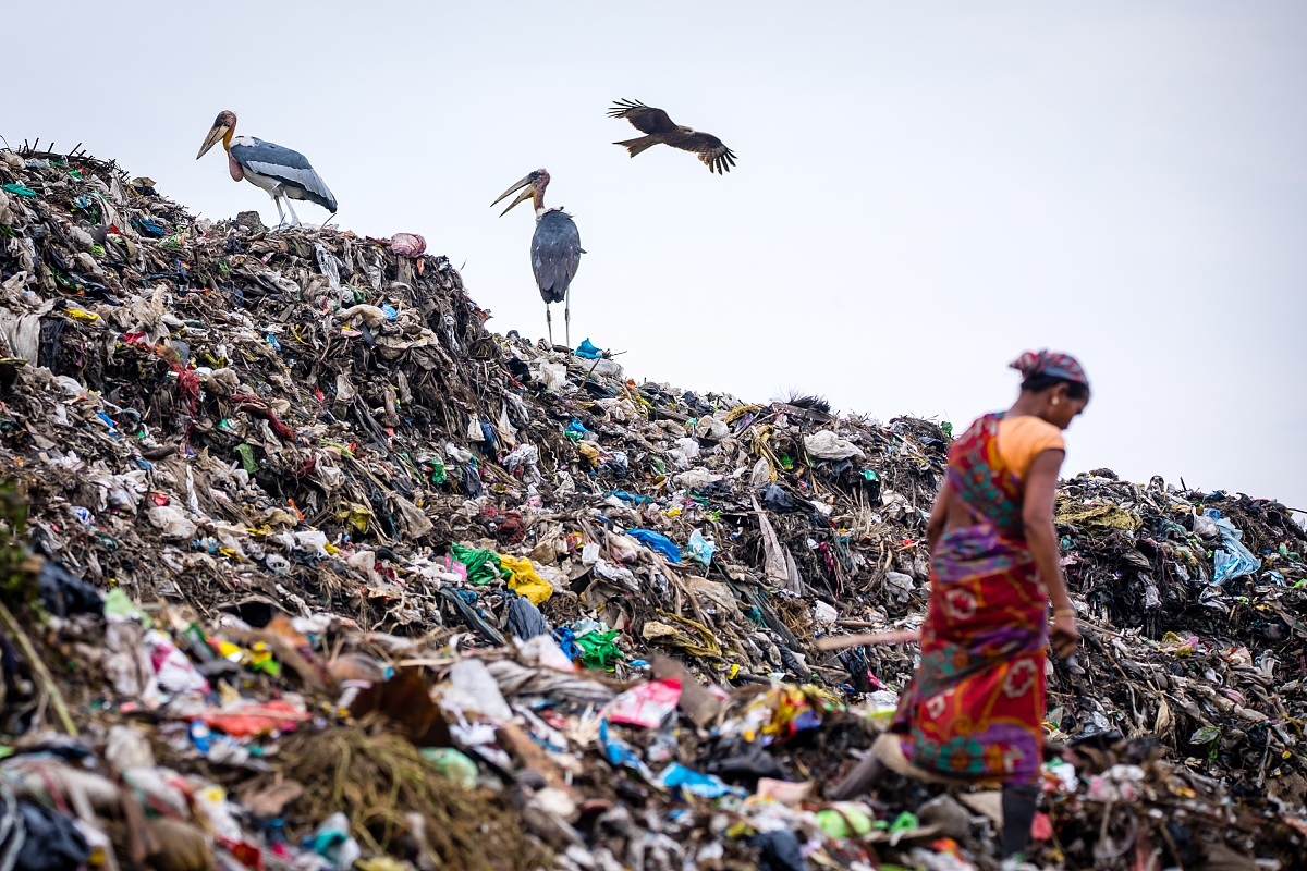 灭绝定义：物种消失的原因和影响