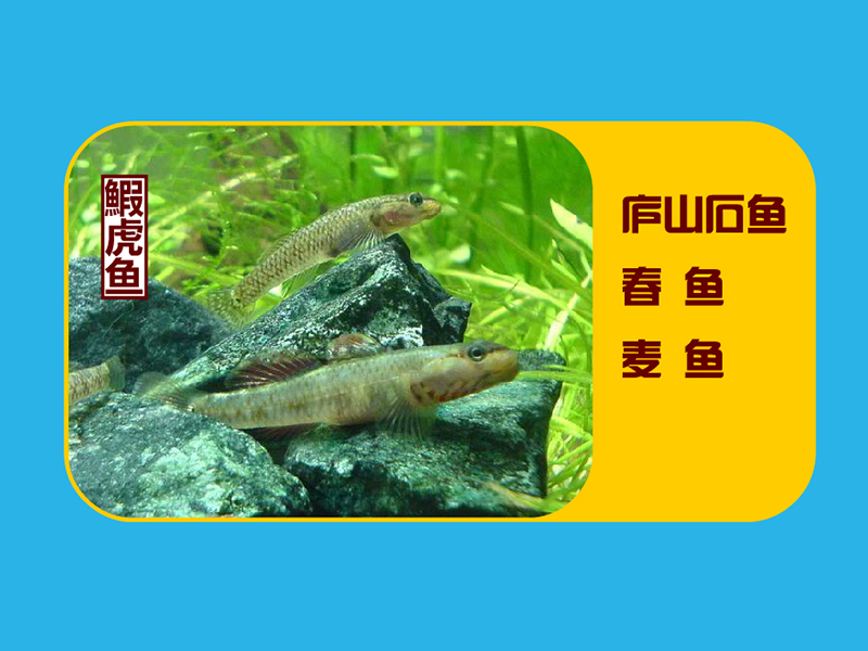 鰕虎鱼:左右腹鳍愈合成一吸盘