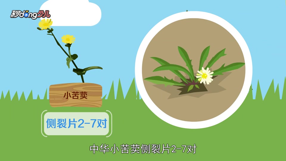 「秒懂少儿」剪刀股和小苦荬的区别?