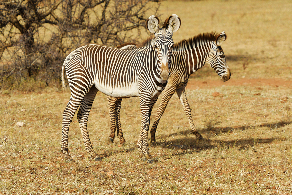 以浅谈素养本位的初中地理问题式教学——以南方地区的自然特征与农业为例写一篇地理教学论文