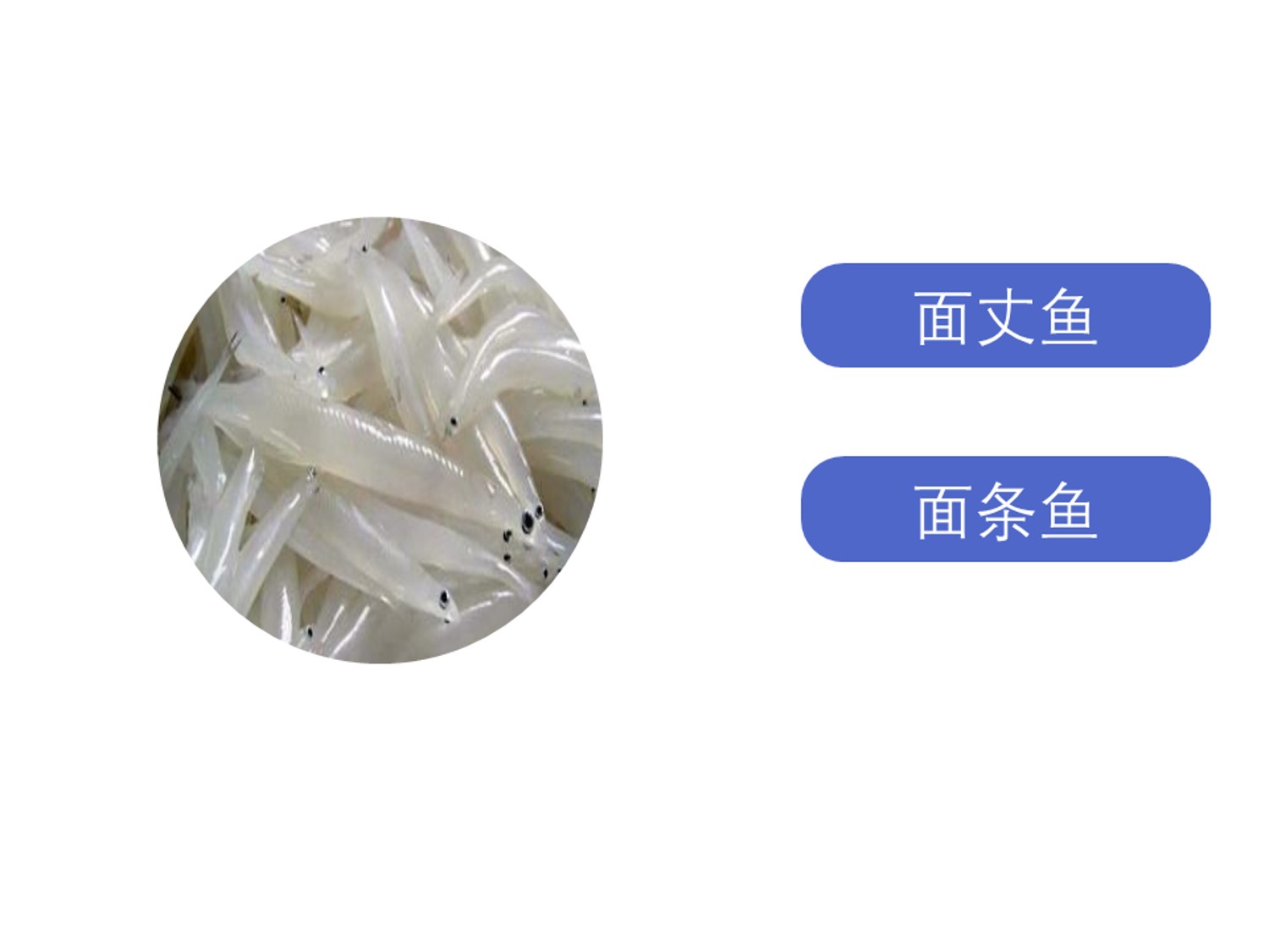 太湖银鱼:属于淡水鱼