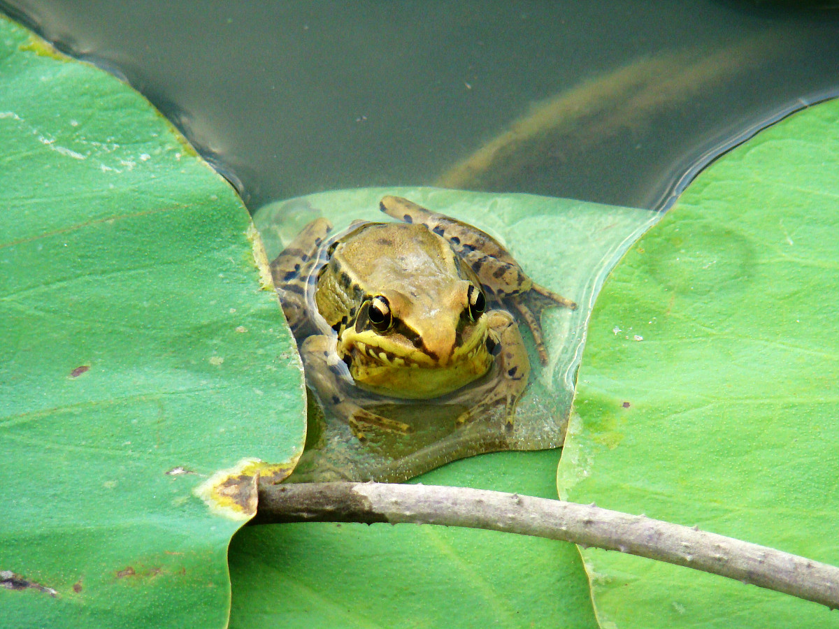 田鸡：美味佳肴，营养丰富，但食用需谨慎