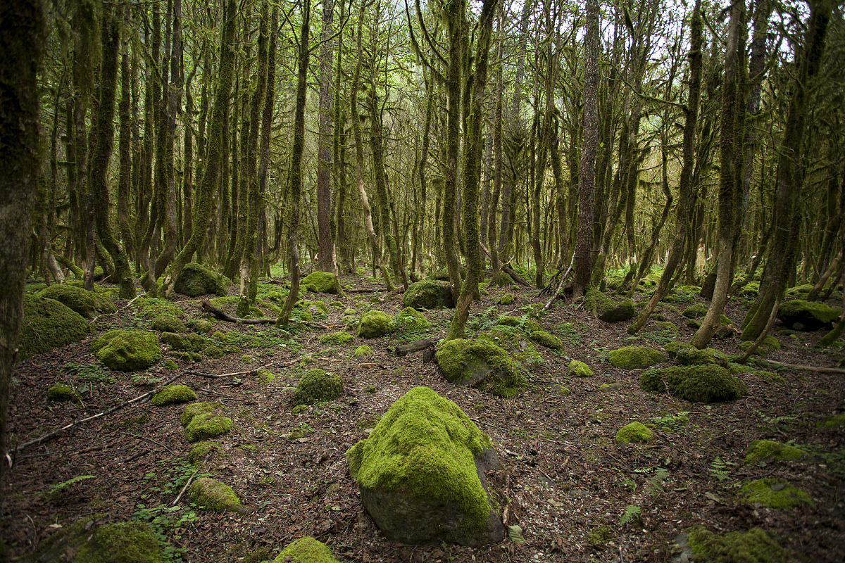 NEW FORESTS 期刊 - 森林科学领域的领先期刊
