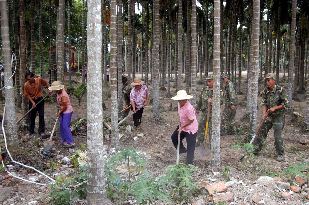 树木学实习日记：走进森林，开启林学之旅