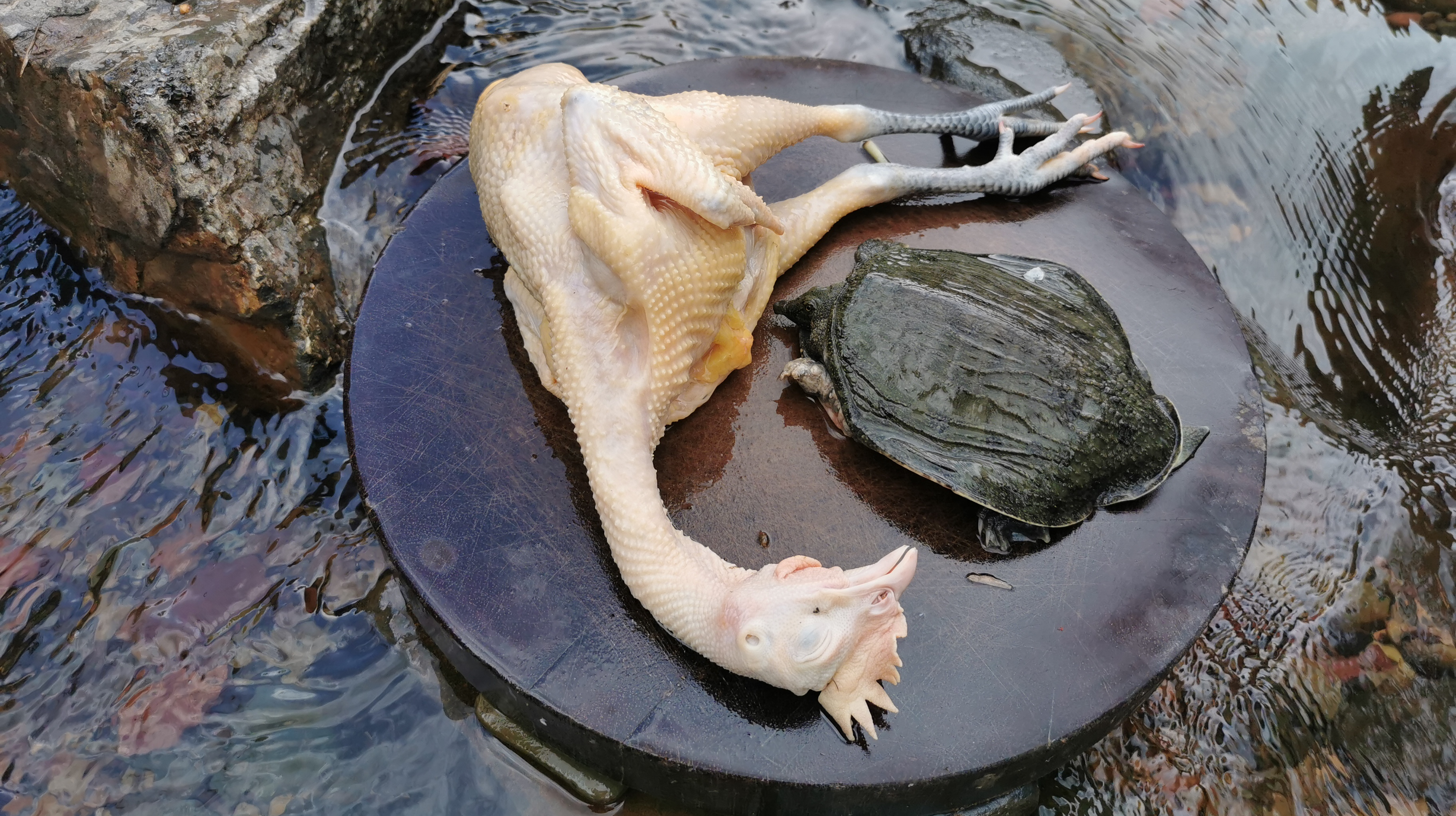 王八配土鸡,加上这山中野味,柴火炖上一小时,好吃到停不下来