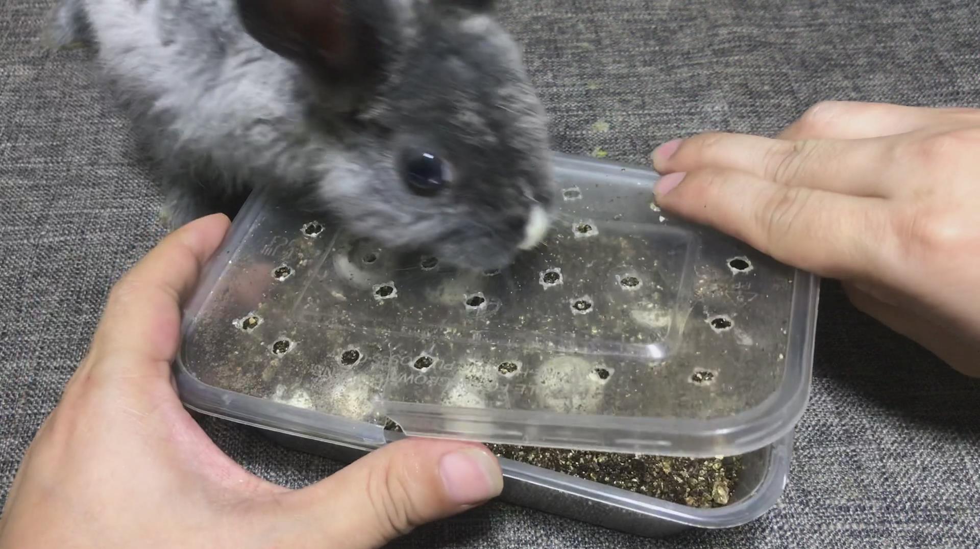 刚孵化出来的“小甲鱼”,非常的活泼好动,实在太可爱了!