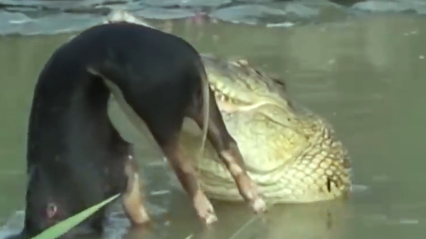 鲨鱼突然蹦出来抢鳄鱼的零食,鳄鱼发怒瞬间,将鲨鱼一口咬死!