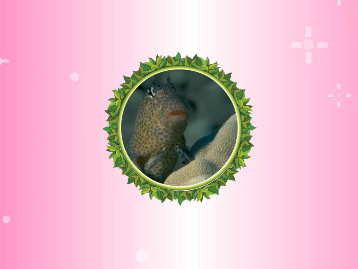 粘鱼:鱼类名称