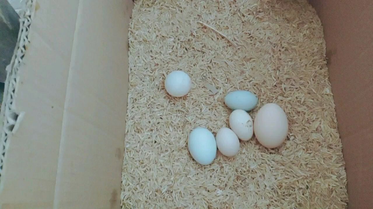 农村小伙在鸡舍喂饲料却发现意外的惊喜,捡起来一看乐坏了