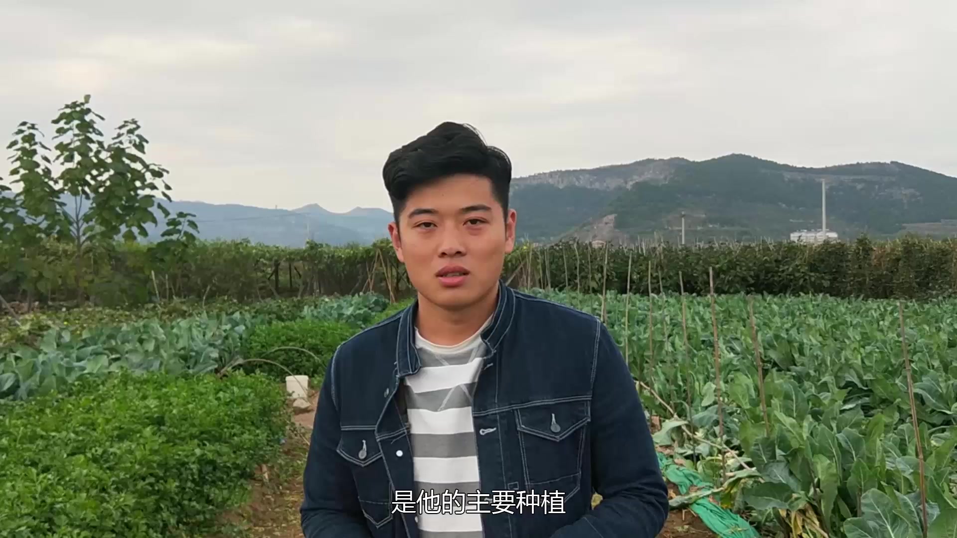 主持人来到农村白菜地,带我们了解白菜生长过程中的注意事项