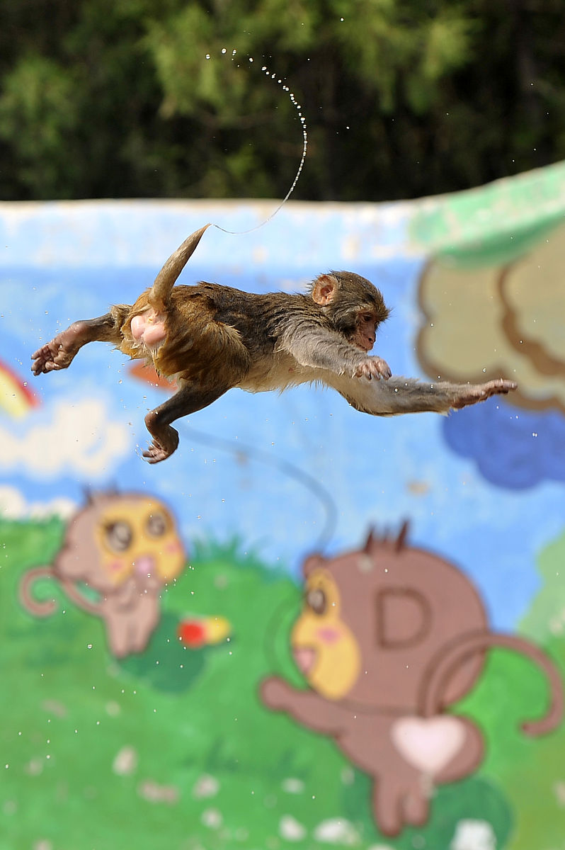 写一篇大马猴和二狗的爱情故事