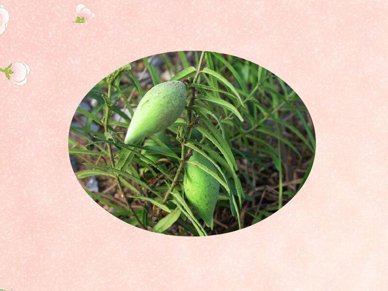 「秒懂百科」原来羊母奶草长这样