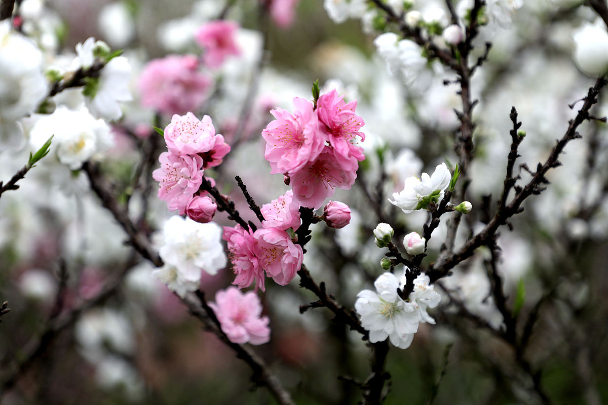 常德职业技术学校是公办还是民办？招生专业及计划