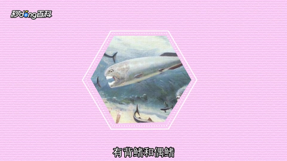 原来节颈鱼目长这样